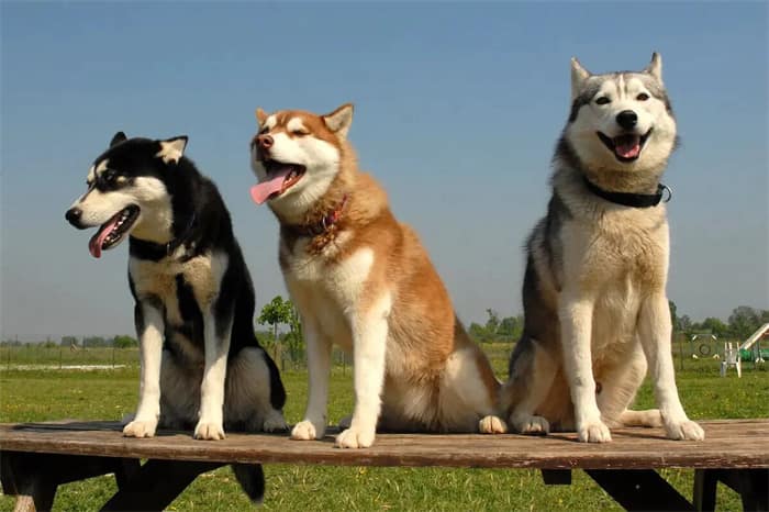 Os Huskies são hipoalergénicos