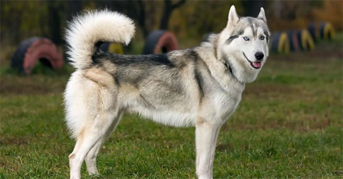 Os Huskies são hipoalergénicos