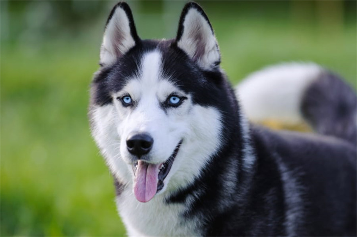 Är Huskies allergivänliga?