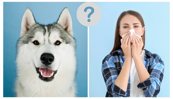 Les huskies sont-ils hypoallergéniques ?