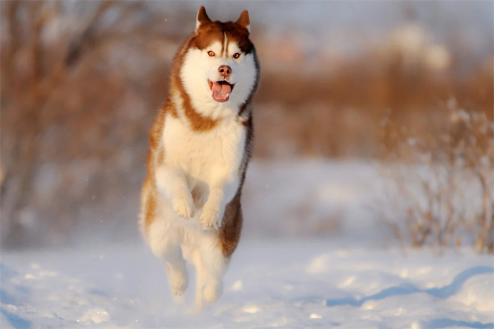 Os Huskies são hipoalergénicos