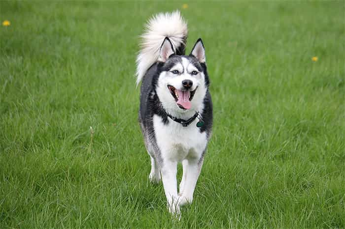 Wie oft wechseln Huskys ihr Fell?