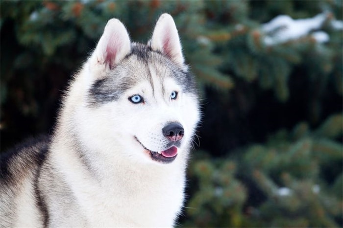 Sind Huskys hypoallergen?