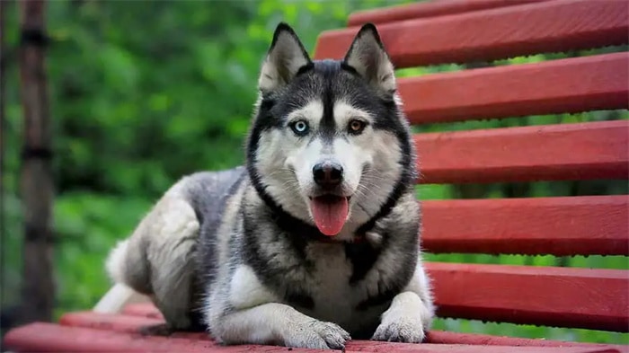 Husky'nizin tüylerini düzenli olarak fırçalayın