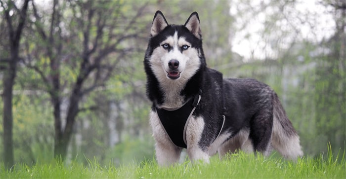 Zijn Siberische husky's slim