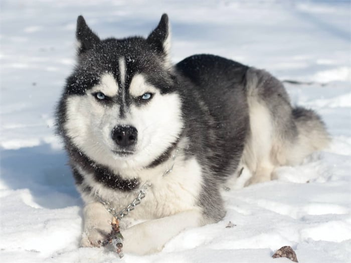 ¿Son inteligentes los huskies siberianos?