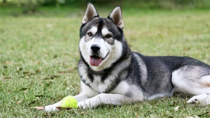 Os huskies siberianos são inteligentes?