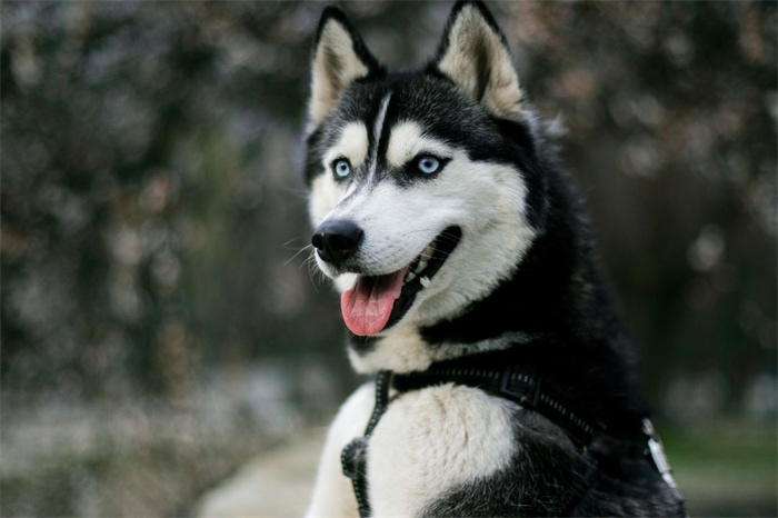 Les huskies sibériens sont-ils intelligents ?