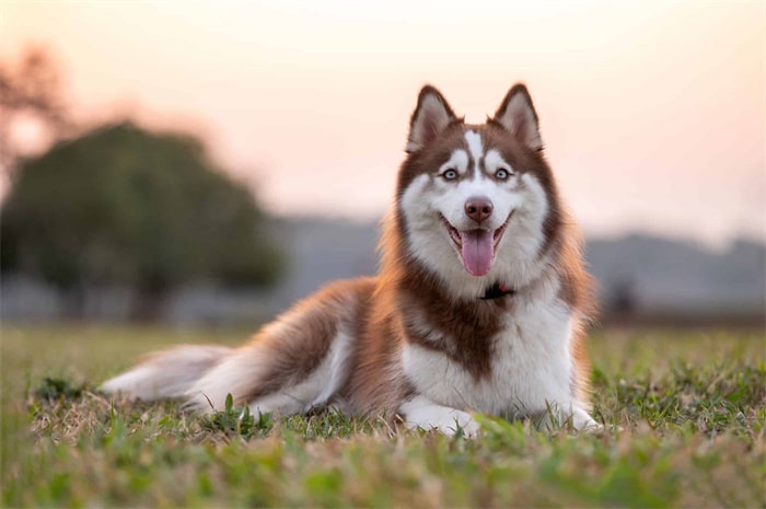 Sind Sibirische Huskys intelligent?