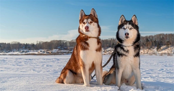 Husky Type de pelage : Poil double et poil simple 