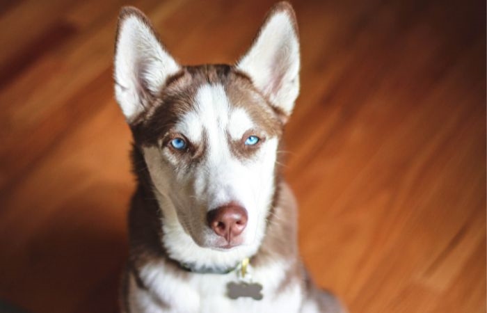 Mezcla de Husky y Bulldog