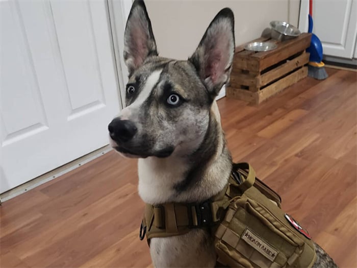 Husky Bulldog Mix