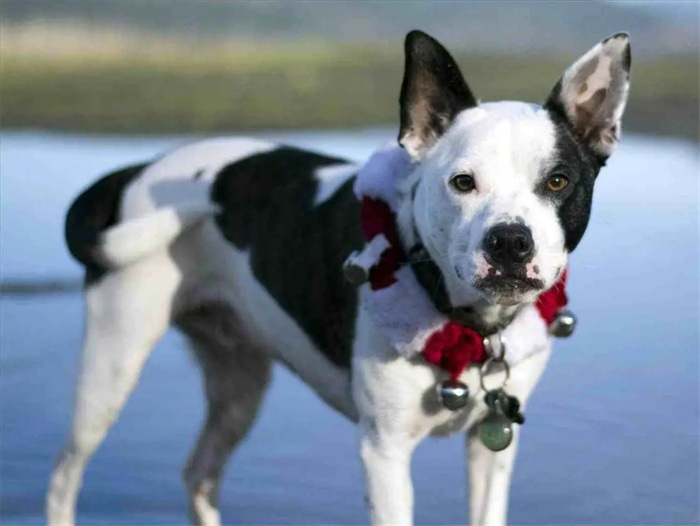 Husky Bulldog Karışımı