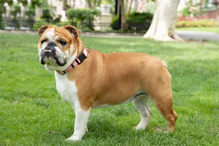 Bulldogge