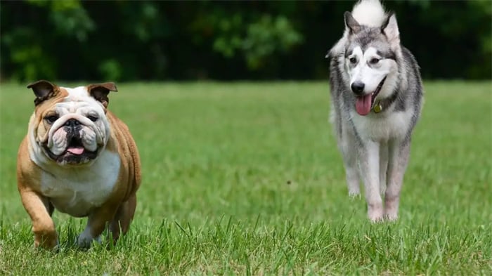 Mezcla de Husky y Bulldog