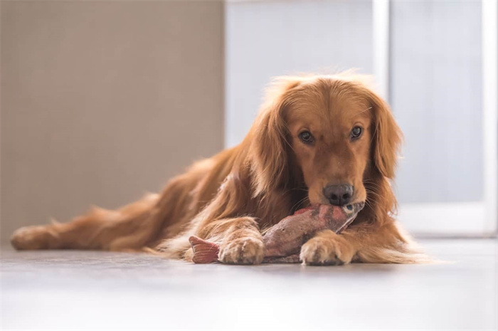 Kan en hund äta fiskben