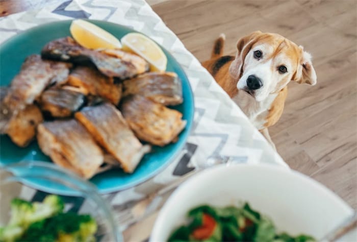 Kann ein Hund Fischgräten fressen?