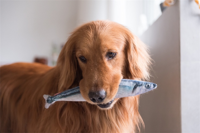 Un chien peut-il manger des arêtes de poisson ?