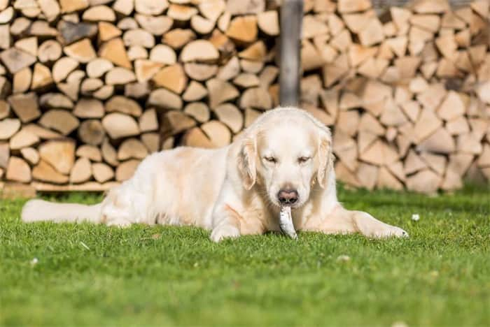 Kan en hund äta fiskben