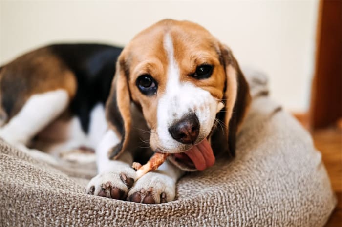 Kan een hond visgraten eten