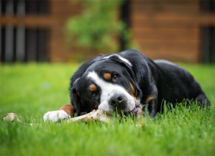 Kan en hund äta fiskben