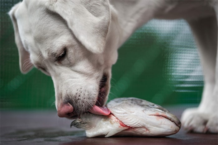 ¿Puede un perro comer espinas de pescado?