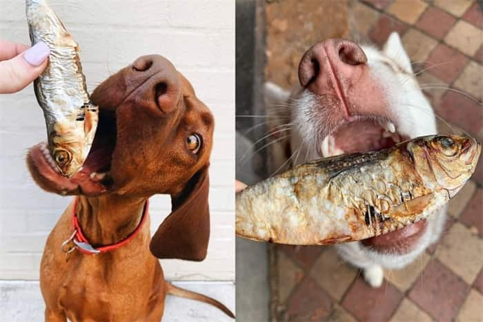 ¿Puede un perro comer espinas de pescado?