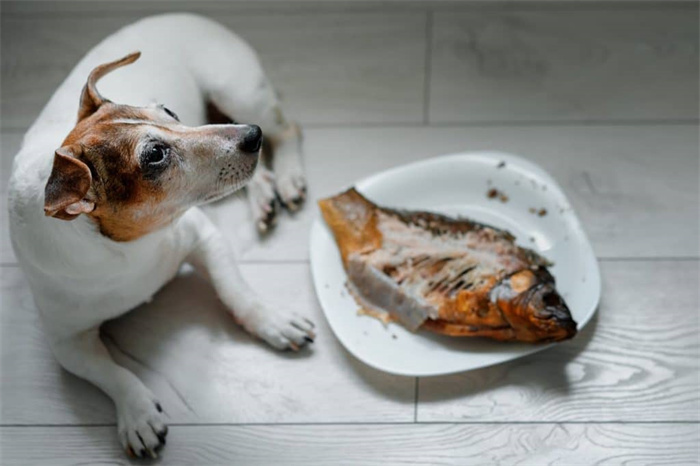 Kan en hund äta fiskben