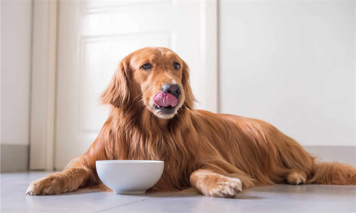 Um cão pode comer espinhas de peixe?