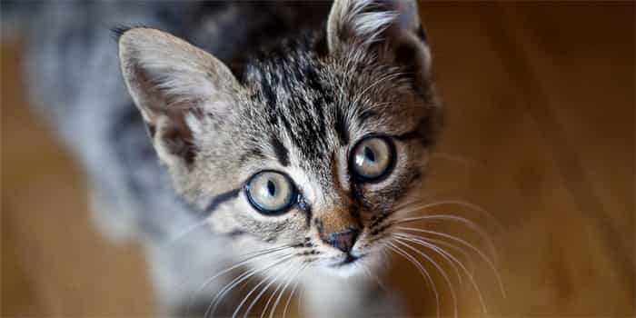 Si può usare lo shampoo per cani sui gatti