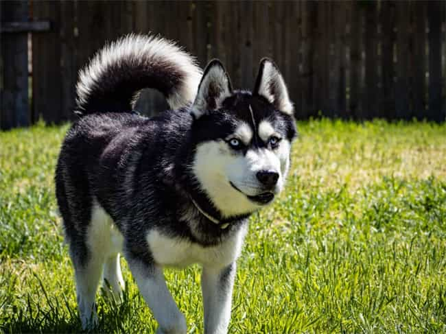 Os huskies têm ciúmes?