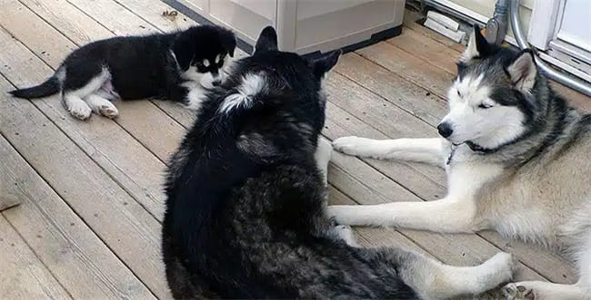 Do huskies get Jealous