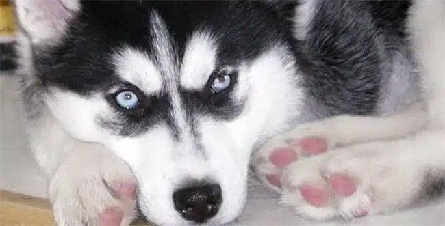 Les huskies sont-ils jaloux ?