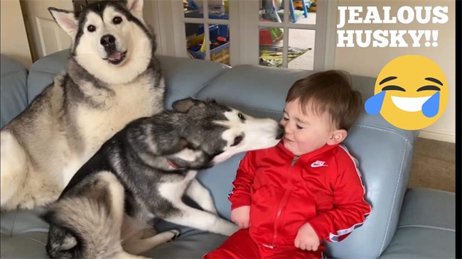 Worden husky's jaloers