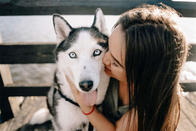 Gli husky diventano gelosi