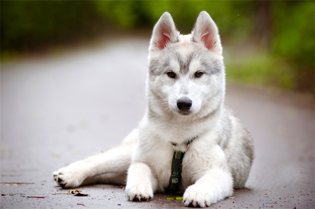 ¿Por qué puede ser pegajoso un husky? 