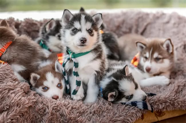 Porque é que os huskies são tão pegajosos?