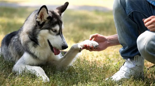 Come si fa a far sì che un husky si comporti in modo non appiccicoso?