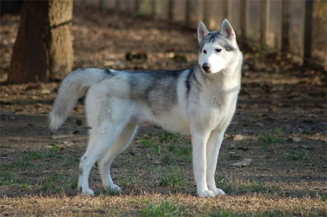 Husky kanske känner sig överbelastad