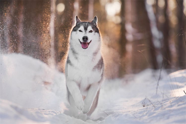 How can Siberian Huskies run so fast?