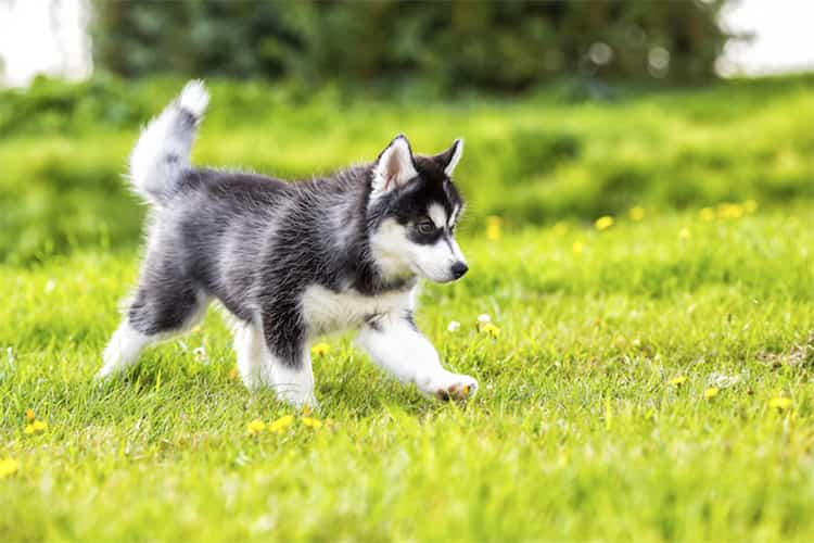 Ist die Stärke eines Huskys die Ausdauer oder die Geschwindigkeit?