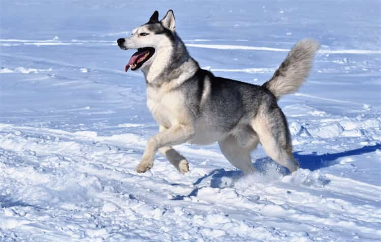 Wie schnell kann Husky laufen1