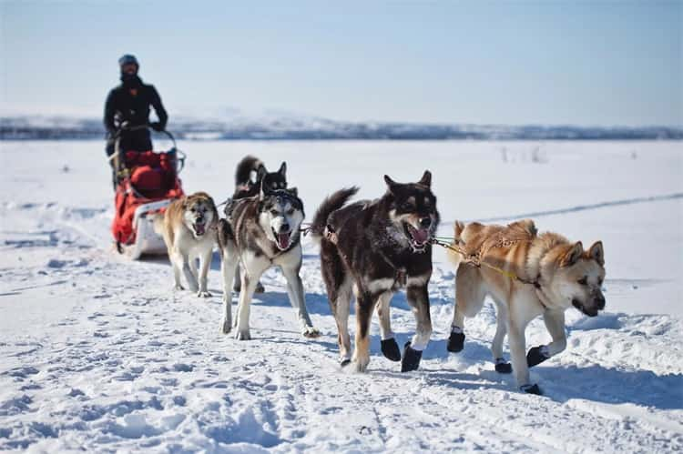 A que é que tenho de prestar atenção quando corro com o meu Husky?