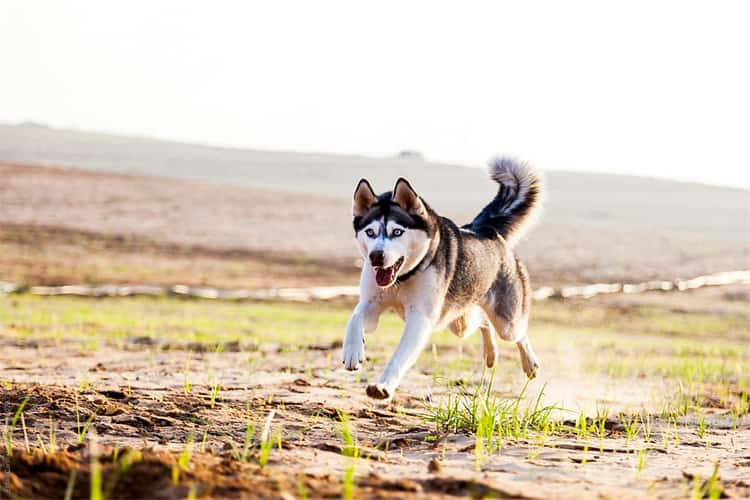 Um Husky do Alasca corre mais depressa do que um Husky da Sibéria?