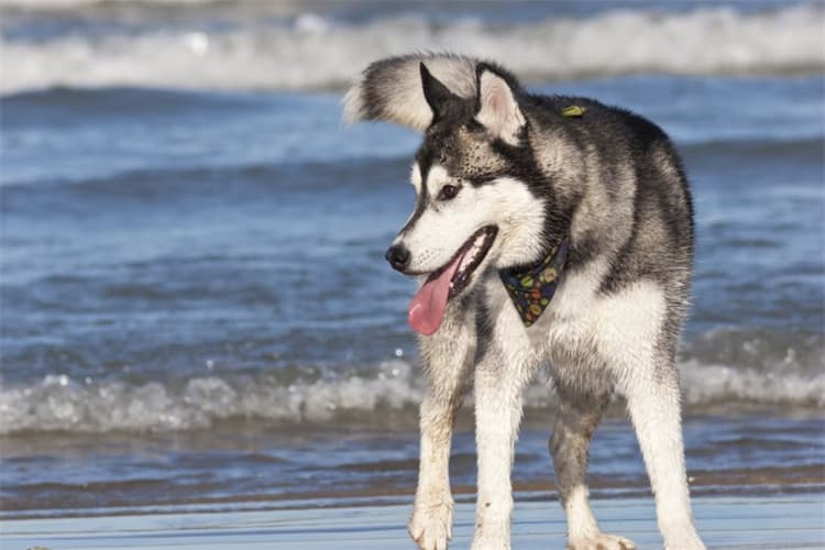 Les golden retrievers courent-ils plus vite que les huskies ?