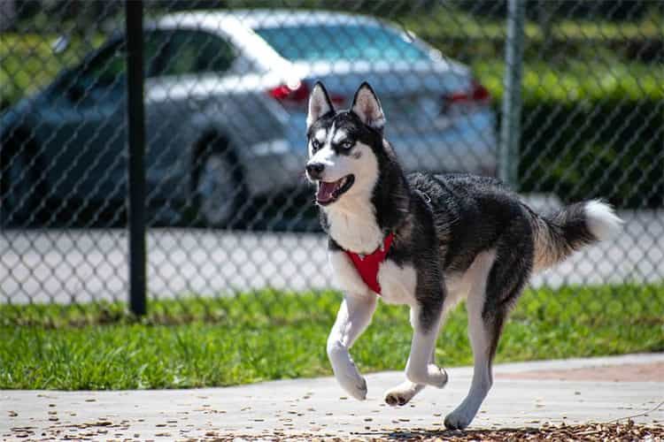 Cuánto tiempo debe ejercitarse diariamente un Husky