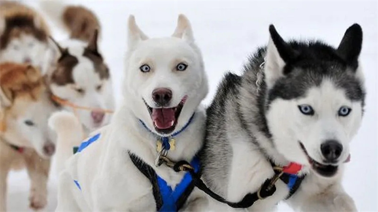 Wie schnell kann ein Husky-Schlittenteam fahren?