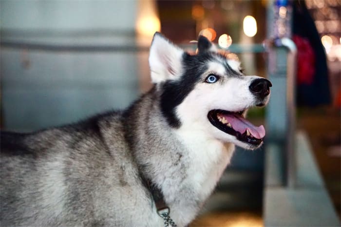 Quanto può saltare un husky