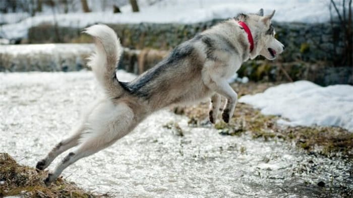 Quanto può saltare un husky