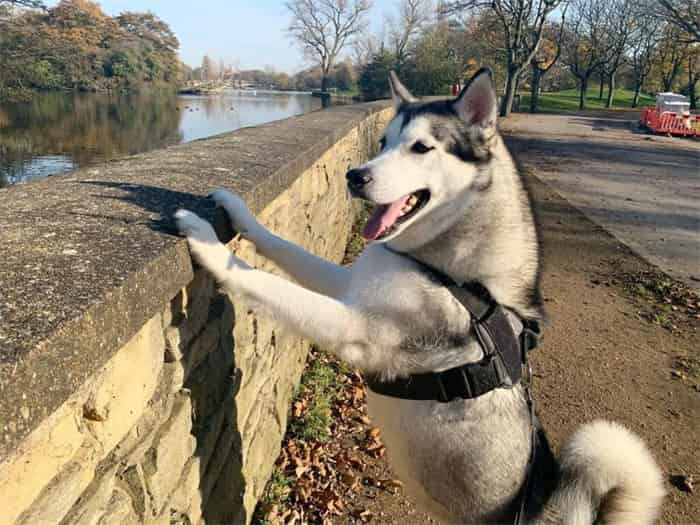 Quelle est la hauteur de saut d'un husky ?